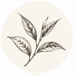 Herbs & Tea